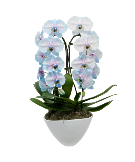 Waterfall Orchid