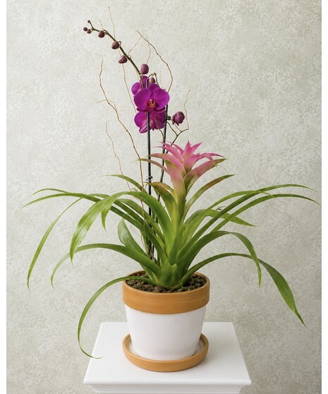 Orchid & Bromeliad Combo