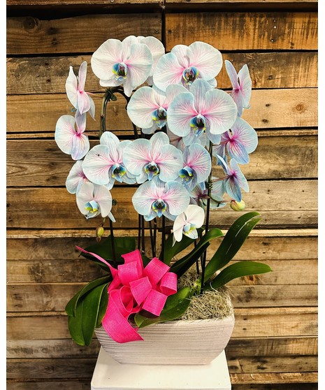 COTTON CANDY WATERFALL ORCHID
