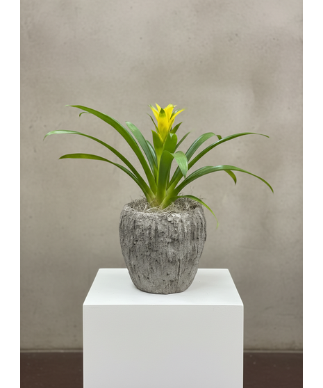 Bromeliad Stone Pot