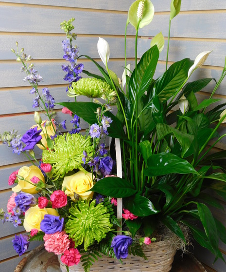 Plant Flower Basket Combo - Fresh cut flowers and a green plant 