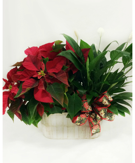 Poinsettia & Peace Lily Combo