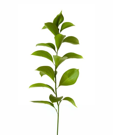 Israeli Ruscus