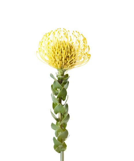 Yellow Pincushion Protea - 5 Stems