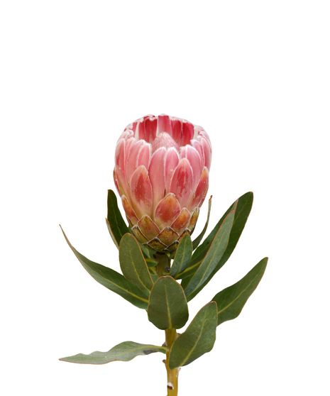 Susara Protea - Per Bloom