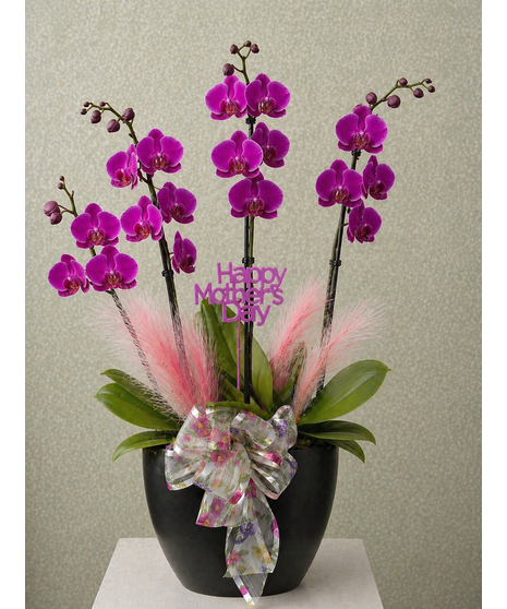 QUAD-ORCHID PLANT
