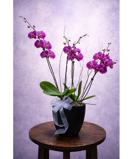 four orchids in dish garden