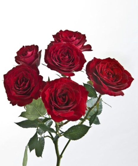 Sweetheart Spray Rose Boutonniere