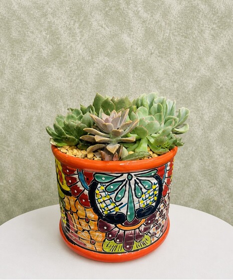 TALAVERA ROUND PLANTER (w/SUCCULENTS)