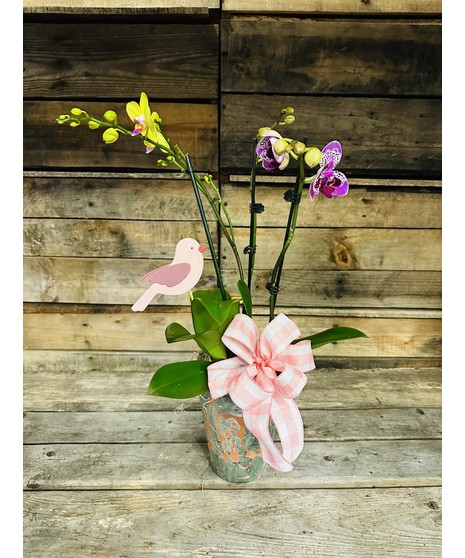 Mini Orchid Flower Pot