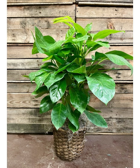 Schefflera Plant