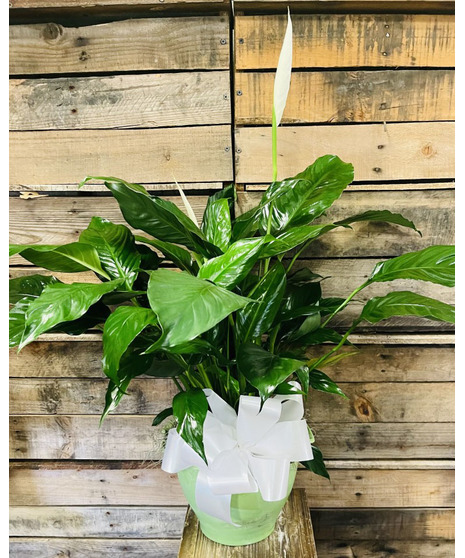 Contemporary Peace Lily