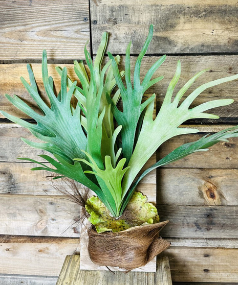 Staghorn Fern (Silk)