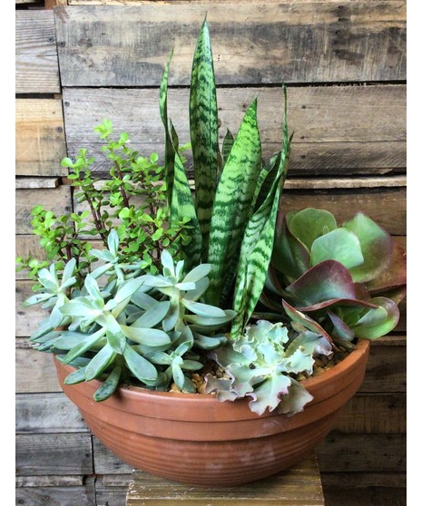 Stunning Succulent Planter
