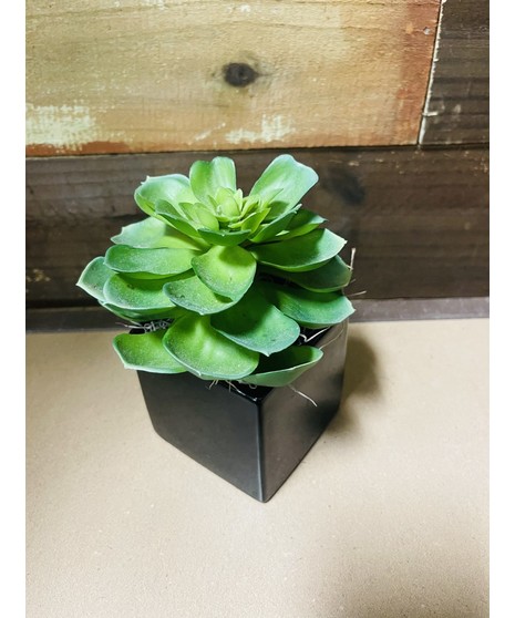 Stylish Succulent (Silk)