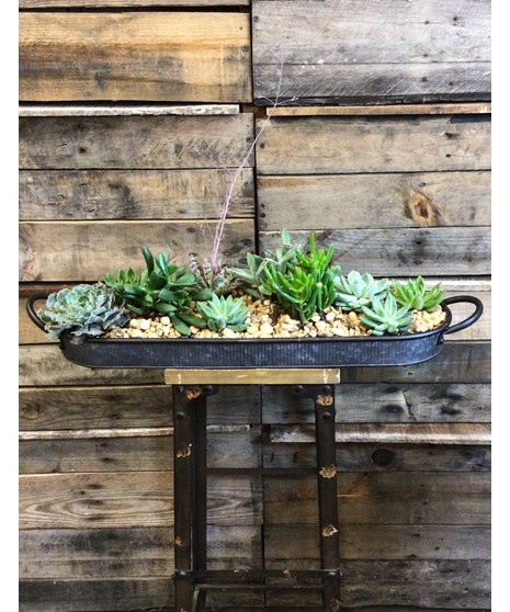 Succulent Tray