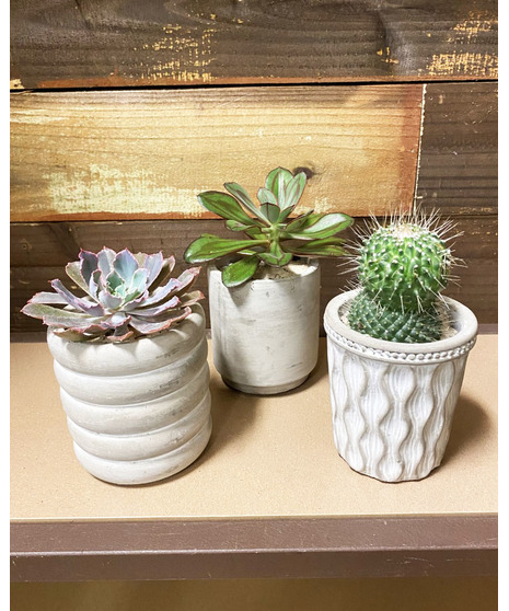 Industrial Succulent Collection