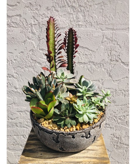 Exquisite Succulent Garden