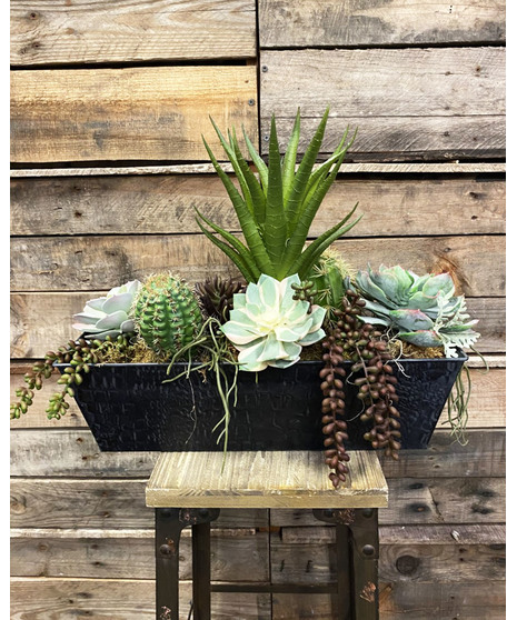 Contemporary Succulent (Silk)