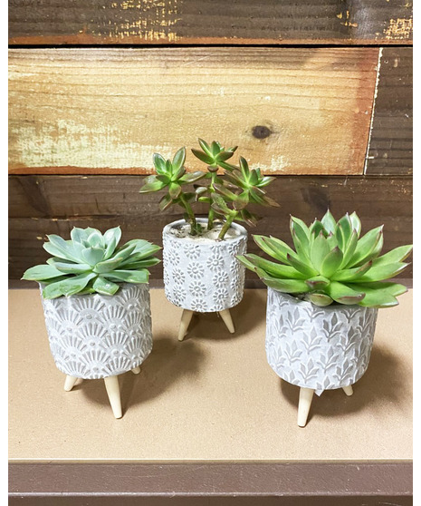 Succulent Tripod Trio