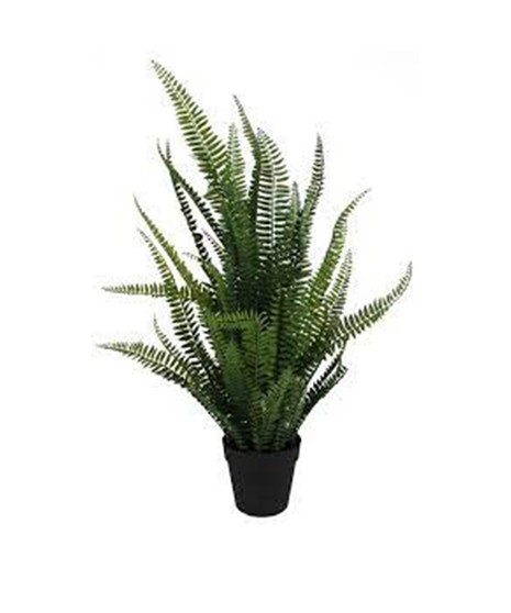 Sword Fern Plant (Silk)