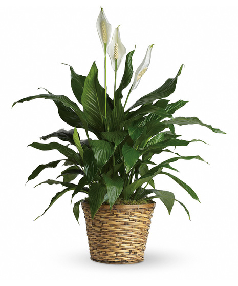 Simply Spathiphyllum