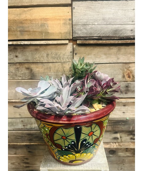 TALAVERA BURGUNDY RIM W/SUCCULENTS
