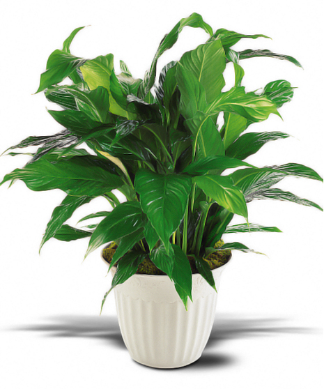 Simply Ceramic Spathiphyllum