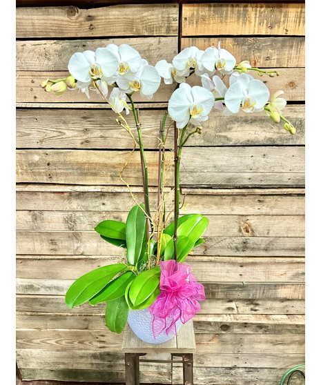 TRIPLE ORCHID PLANT