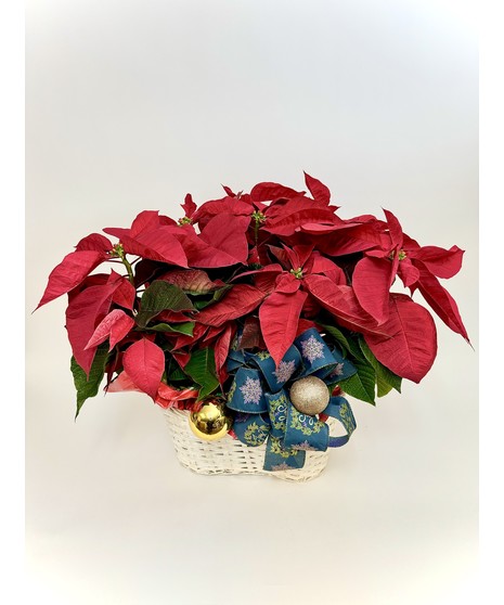 Triple Poinsettia Basket