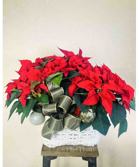 Triple Poinsettia Basket