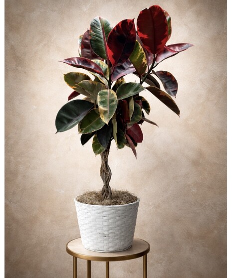BRAIDED VARIEGATED RUBBER TREE
