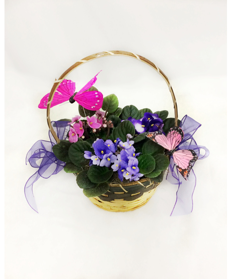 Blooming Violet Basket and Butterflies