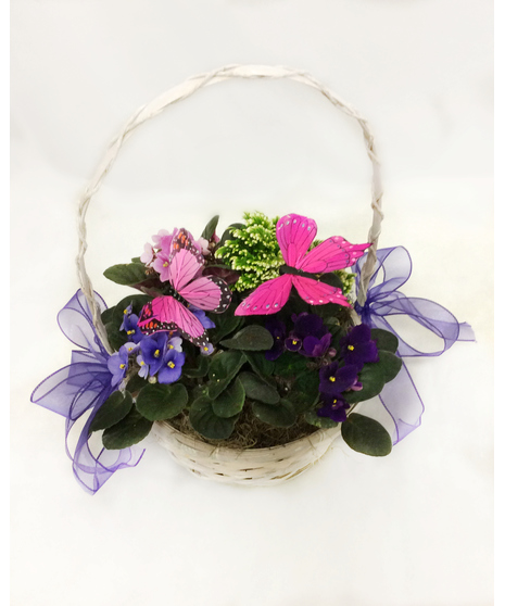 Blooming Violet Basket and Butterflies
