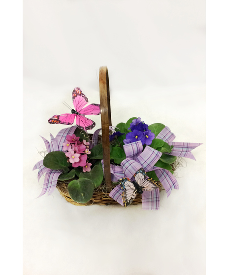Blooming Violet Basket and Butterflies