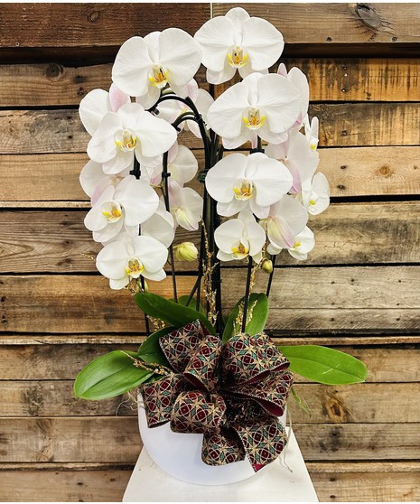 WATERFALL ORCHID EXQUISITE