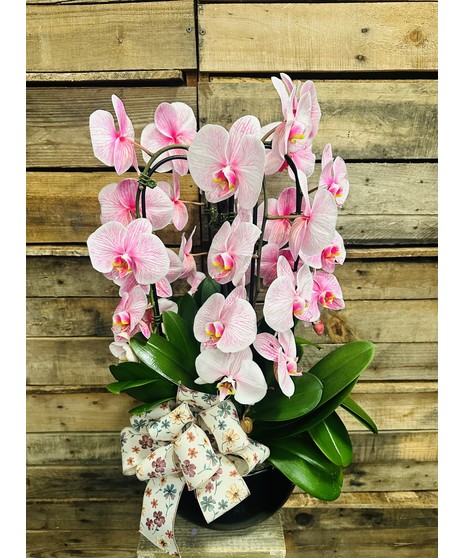 WATERFALL ORCHID EXQUISITE
