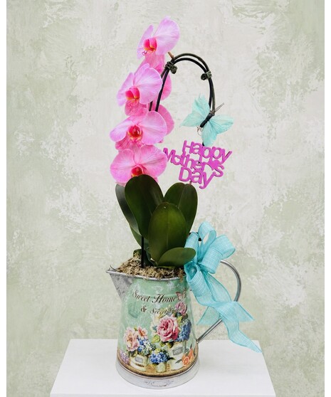 WATERFALL ORCHID-