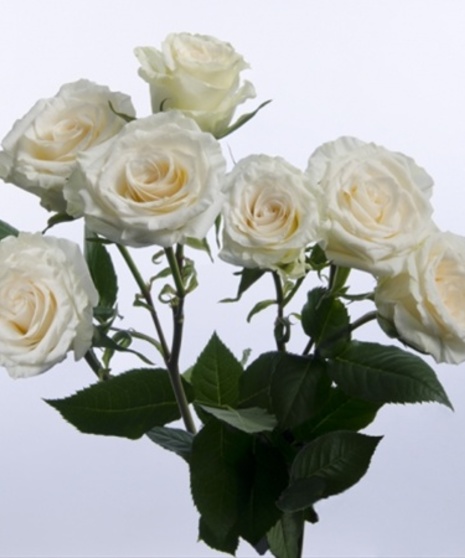 Spray Rose Wrist Corsage