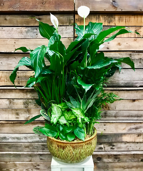 DISH GARDEN (PLATINUM)