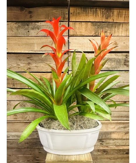 Bromeliad Garden