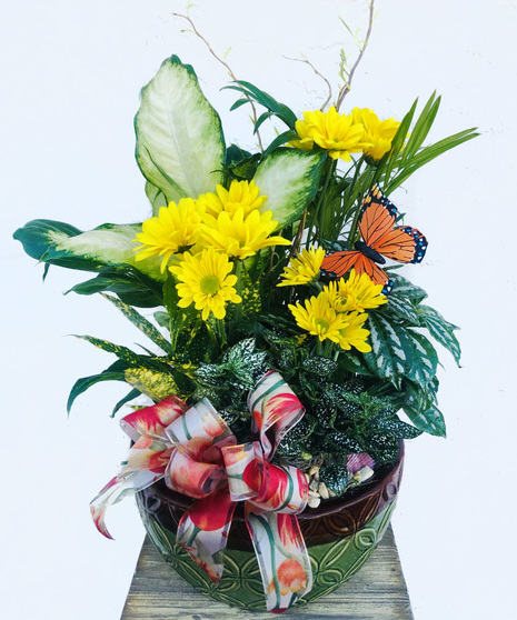 Ceramic Dish Garden (Deluxe)