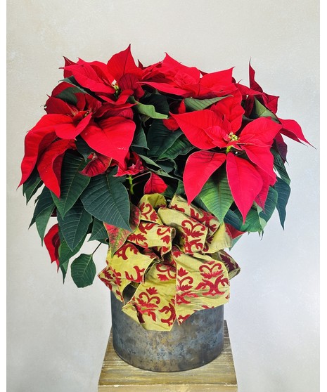 CLASSIC CHRISTMAS POINSETTIA