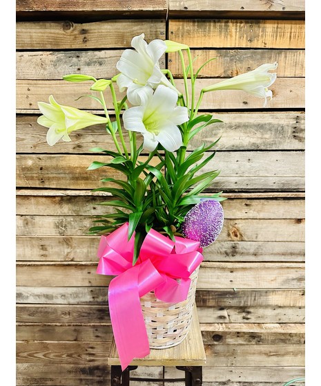 Double Easter Lily Plant