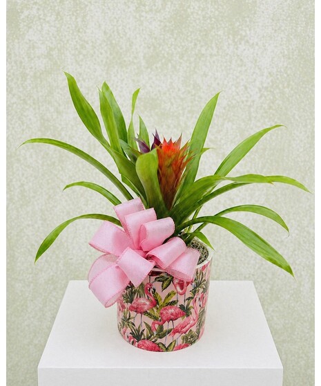 FLORIDA FLAMINGO  BROMELIAD