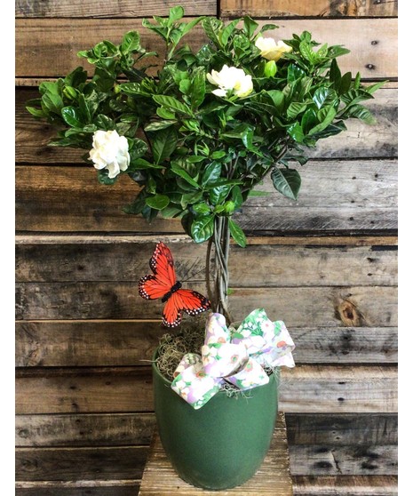 Gardenia Topiary