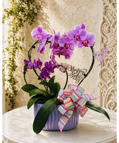 MOMMY AND ME ORCHID PLANT