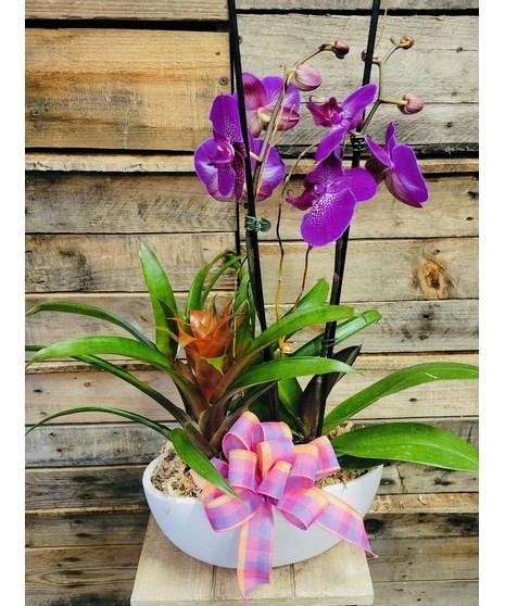 Orchid & Bromeliad Combo