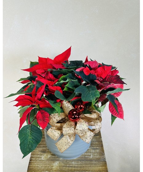 red poinsettia plant