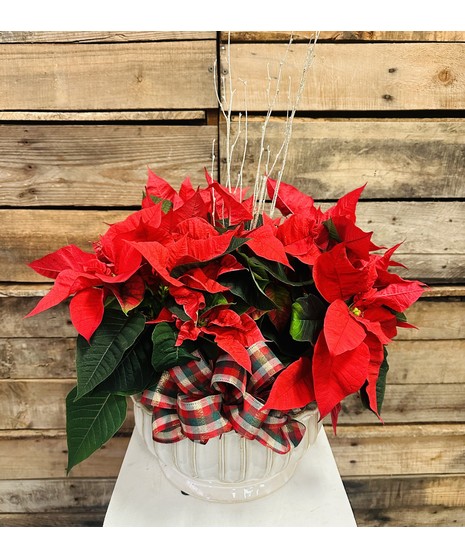 Poinsettia Planter